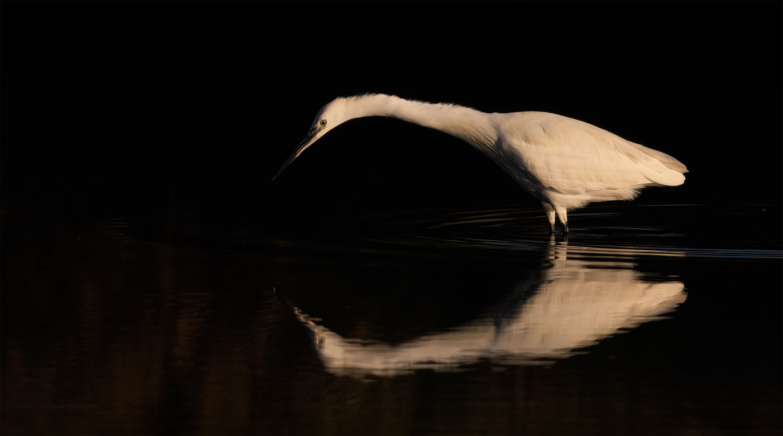 Vanellus vanellus